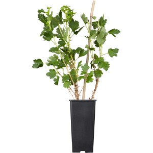 GROW by OBI Bio Stachelbeere "Hinnonmäki" Rot Topf ca. 2 l Ribes