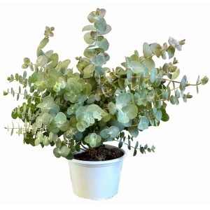 GROW by OBI Eukalyptus Silver Dollar T17 Höhe 35cm Eucalyptus cinerea