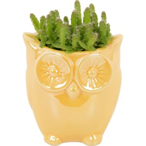 Drachenfrucht Macho Milano im gelben Keramiktopf in Eulenform, Topf-Ø ca. 8 cm.