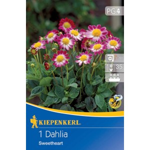 Kiepenkerl Baby-Dahlie Topmix Rosa mit Auge, zweifarbige Blüte mit gelber Mitte.