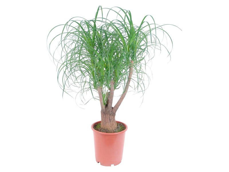 Elefantenfuß TopfØ ca. 25 cm Beaucarnea recurvata kaufen bei OBI