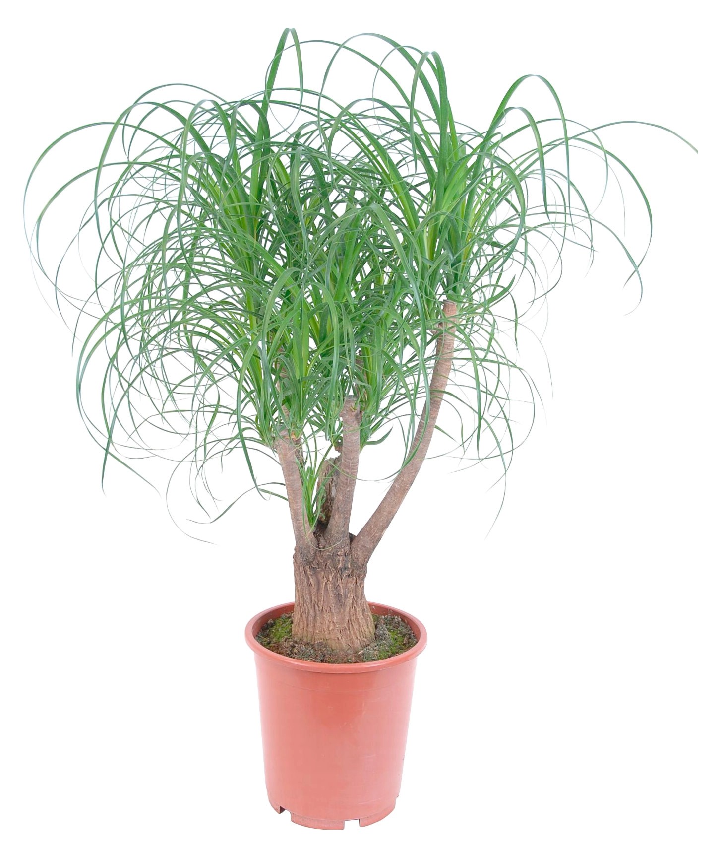 Elefantenfuß TopfØ ca. 25 cm Beaucarnea recurvata kaufen bei OBI