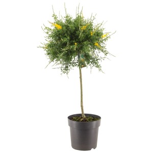 Gelber Ginster Stamm (Cytisus maderensis) im Topf, ca. 70 cm hoch. Blühende Kübelpflanze mit leuchtenden Blüten.