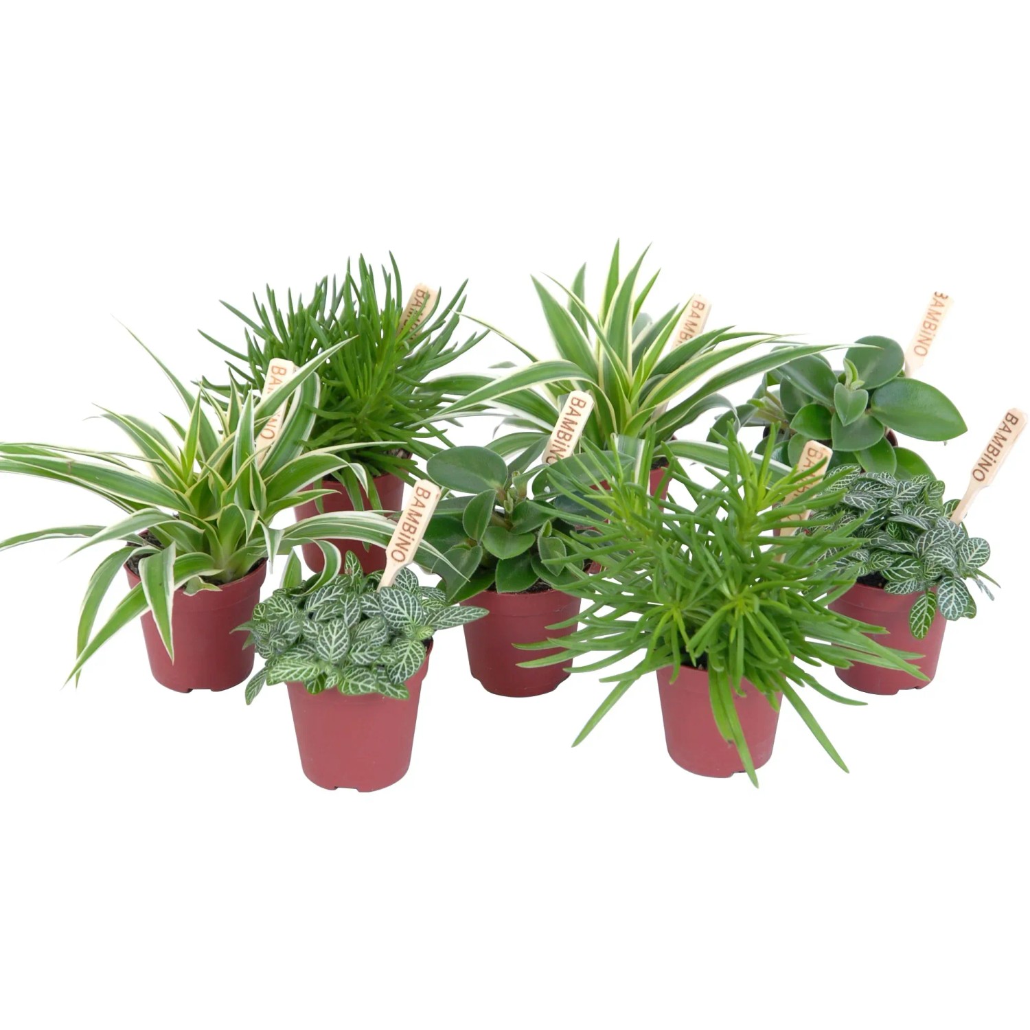 zimmerpflanzen fußbodenheizung geeignet Starter-Set | plus kleines Geschenk