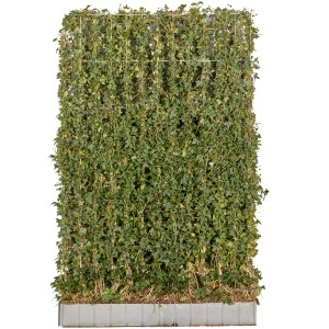 Großblättriger Irischer Efeu als Hecke im 5er Set, 120x180cm, für dichten, grünen Sichtschutz.