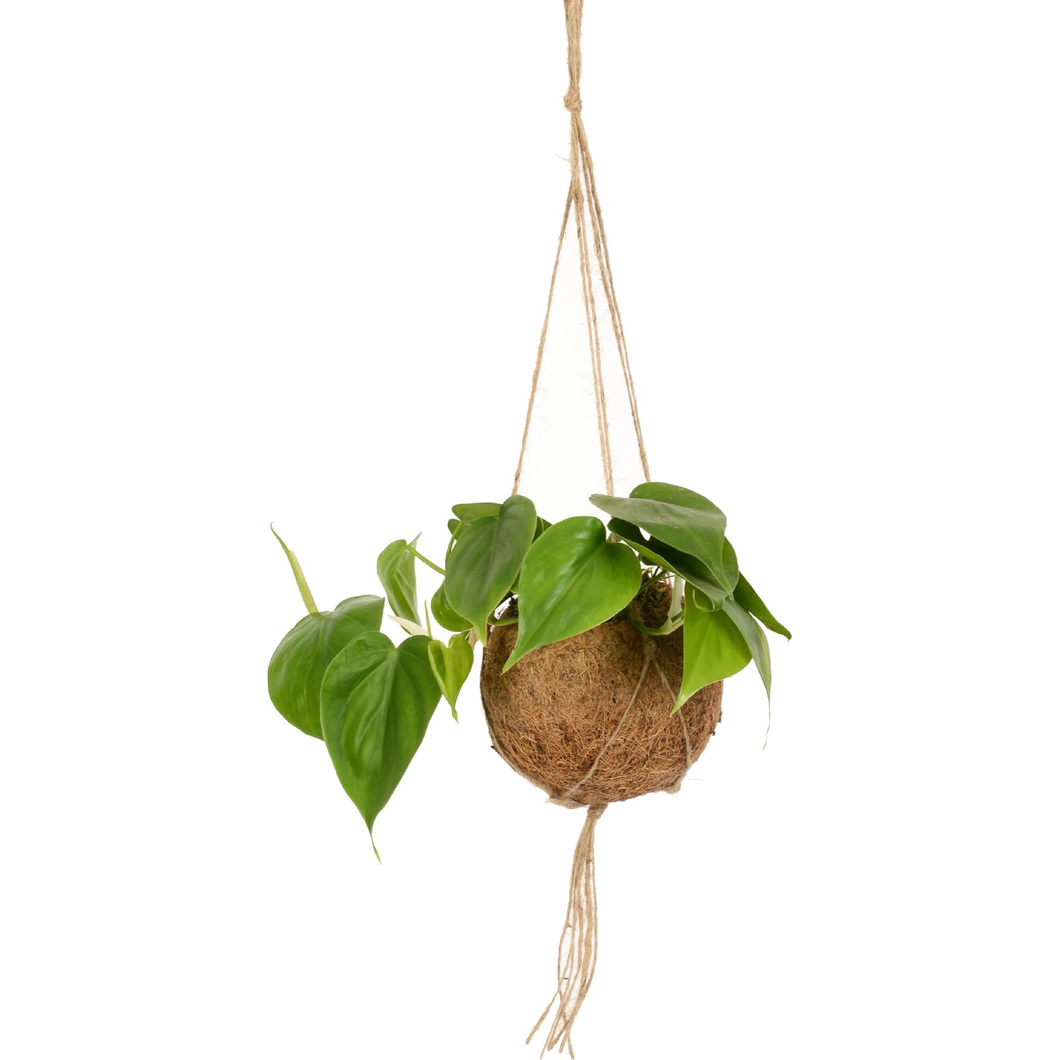 Drachenbaum kaufen bei OBI