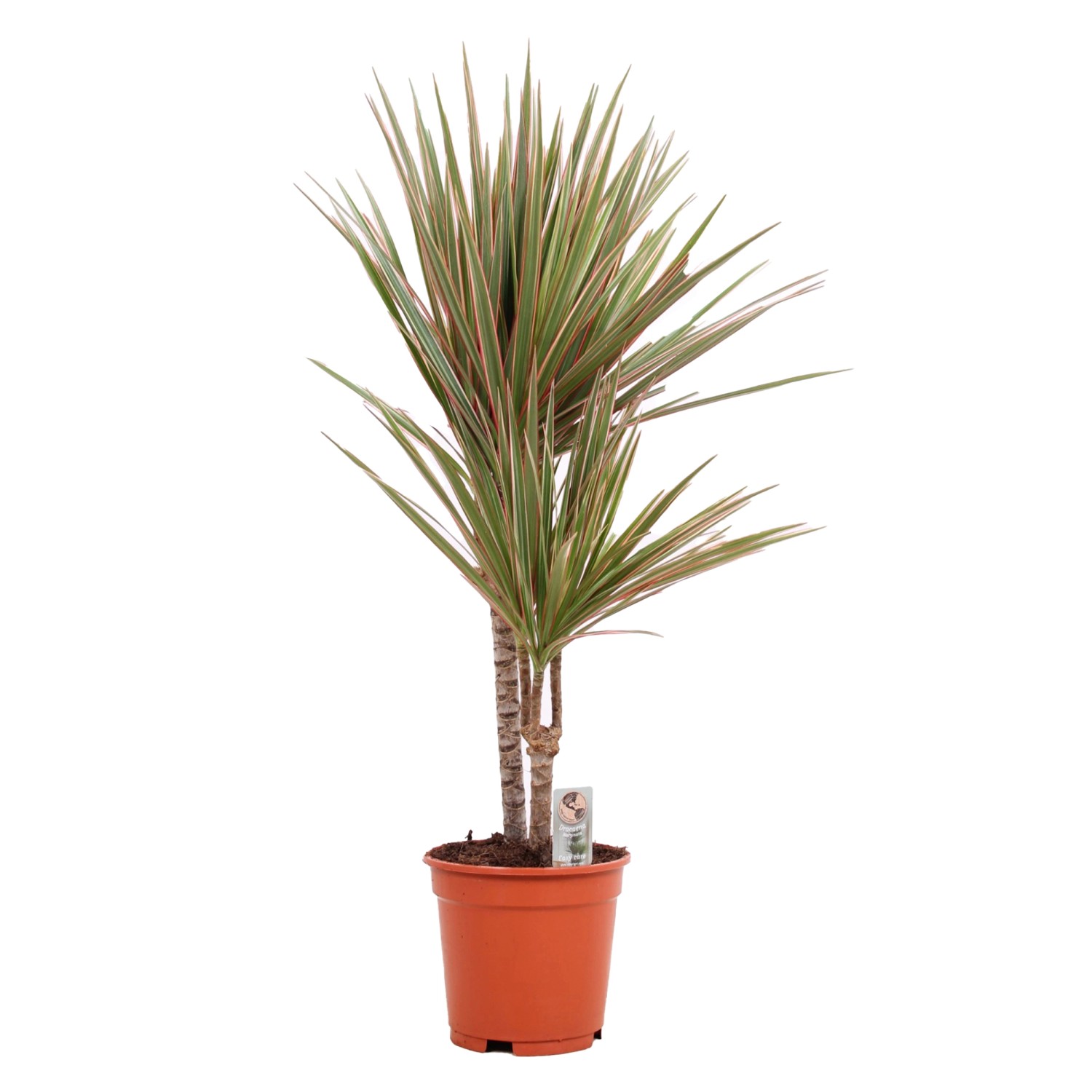 GROW by OBI Drachenbaum Bicolor Hhe 75 - 95 cm Topf  17 cm Dracaena  Marginata kaufen bei OBI