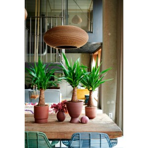 Drei Palmlilien (Yucca) im Topf auf einem Tisch, Zimmerpalme mit grünen Blättern.