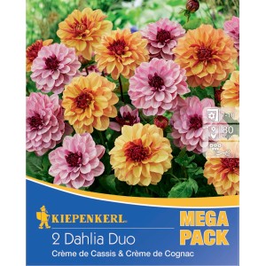 Kiepenkerl Dahlien-Duo Creme de Cassis und Creme de Cognac, lachs- und lilafarben, ca. 80cm hoch.