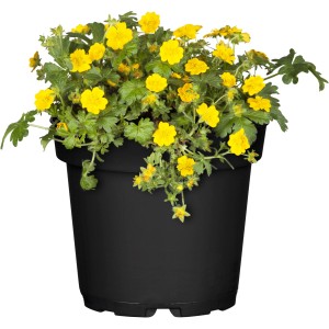 GROW by OBI Matten-Waldsteinie mit gelben Blüten im Topf.