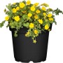 GROW by OBI Matten-Waldsteinie mit gelben Blüten im Topf.