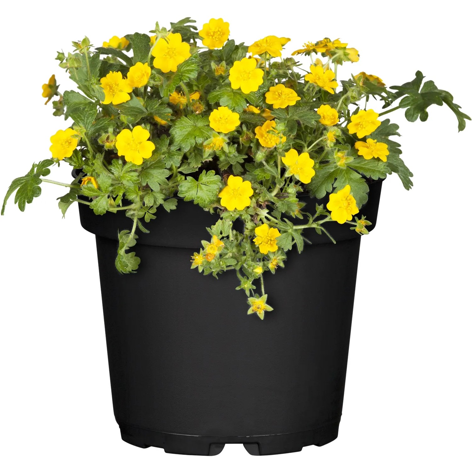 GROW by OBI Matten-Waldsteinie mit gelben Blüten im Topf.