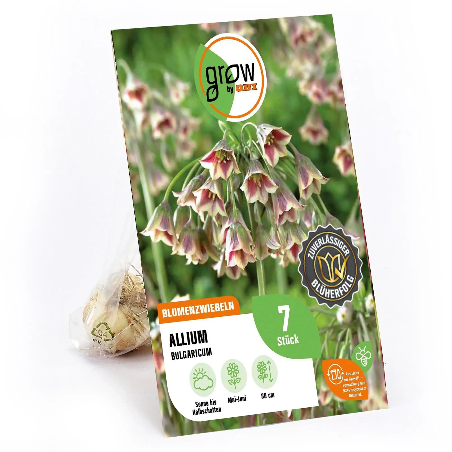 GROW by OBI Zierlauch 'Nectaroscordum': 7 Blumenzwiebeln mit lila-weißen Blüten.