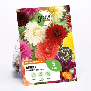 GROW by OBI Dahlien-Mischung, dekorative Blumenzwiebeln in verschiedenen Farben, Höhe ca. 90cm.