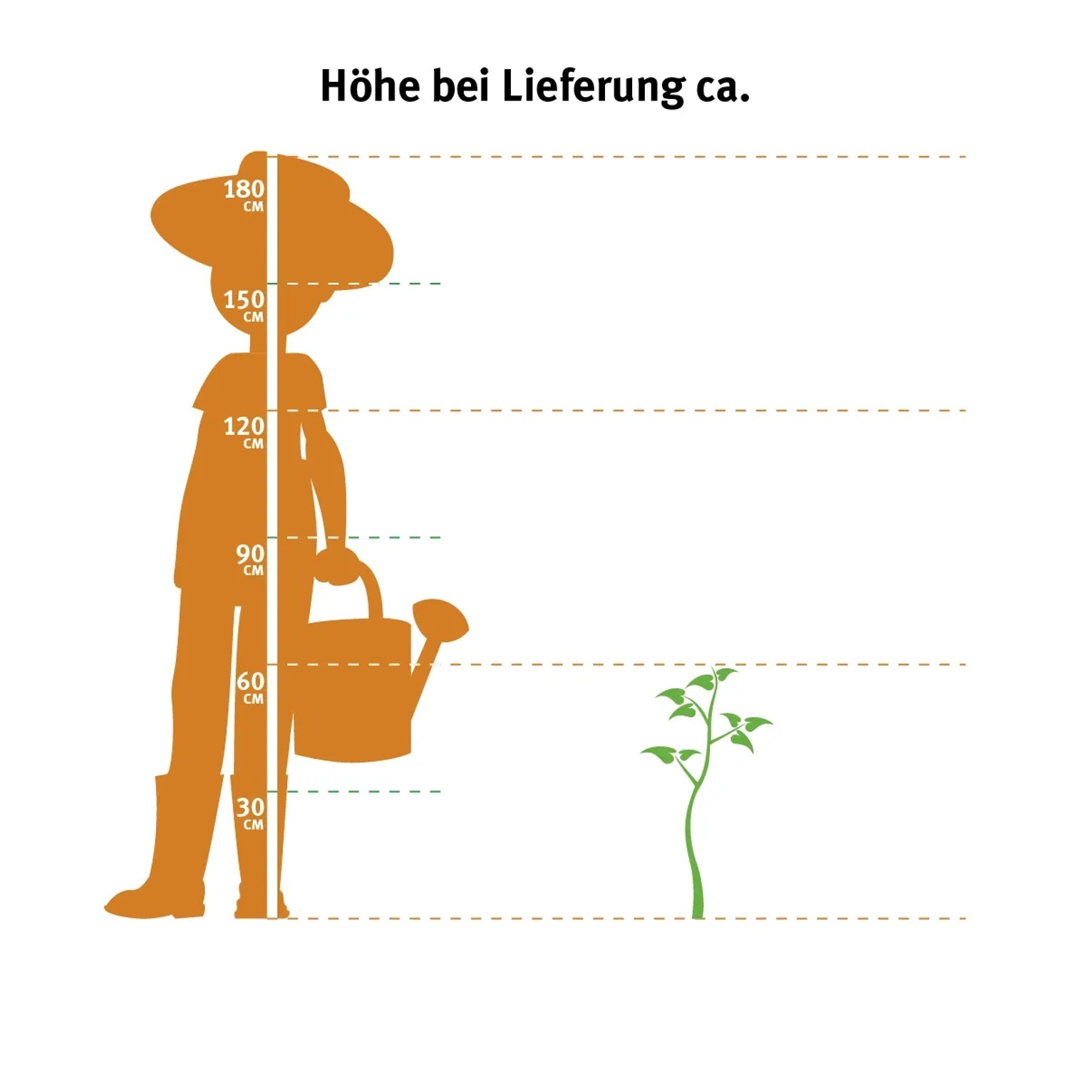 Elefantenfu Topf- ca. 21 cm Beaucarnea recurvata kaufen bei OBI