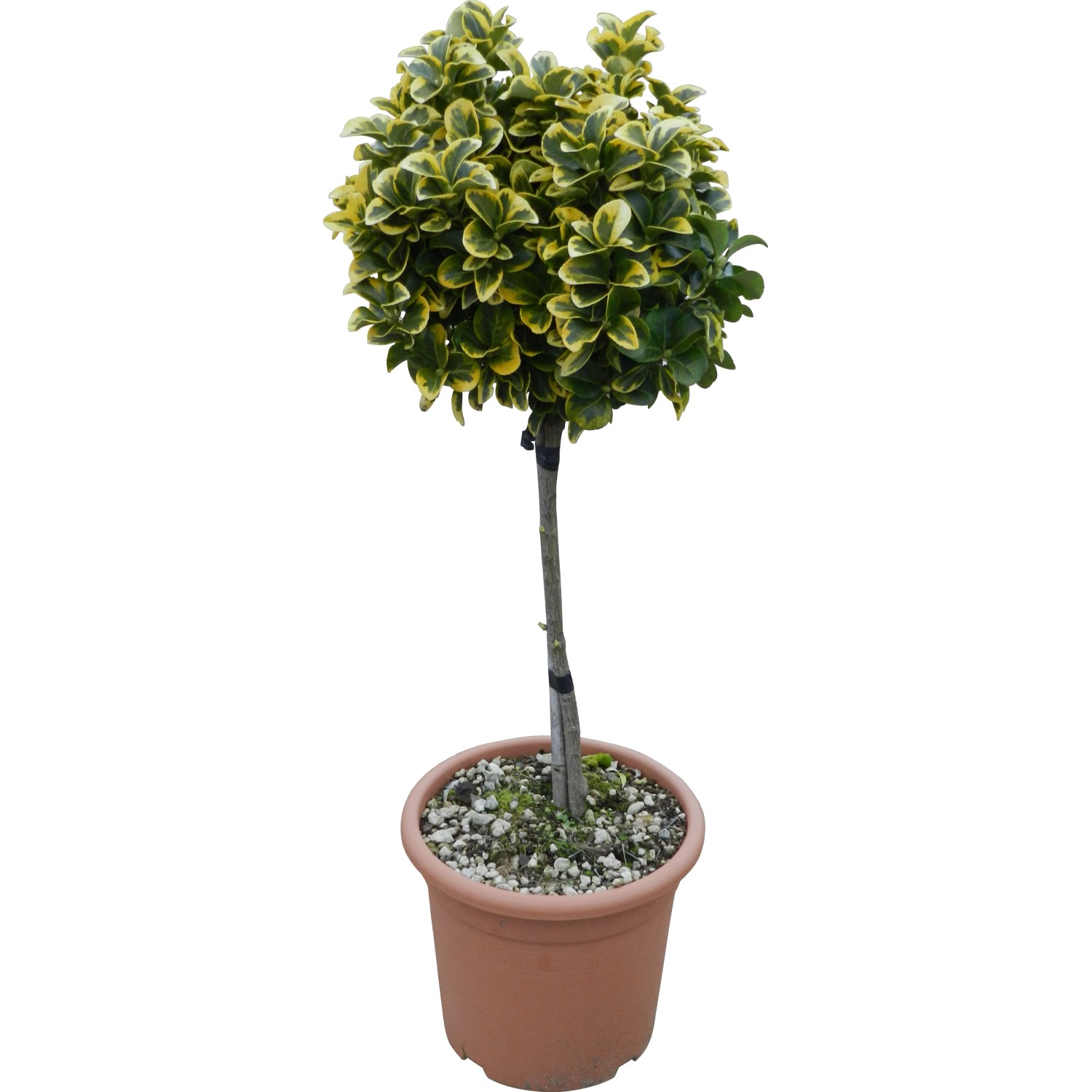 Japanischer Spindelstrauch Elegantissimus Aureus im Topf, ca. 65 cm hoch, panaschiertes Laub.