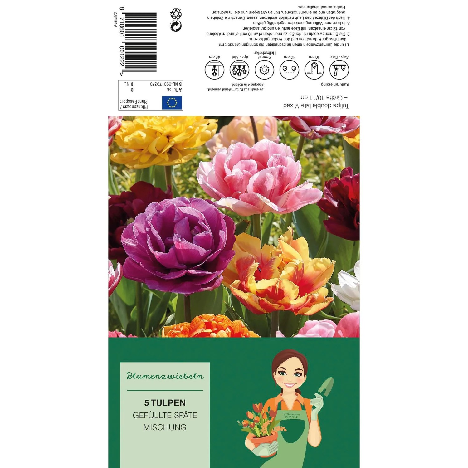 Pfingstrosen-Tulpen Mischung, 5 Stück. Blumenzwiebeln mit gefüllten, spät blühenden Tulpen in verschiedenen Farben.