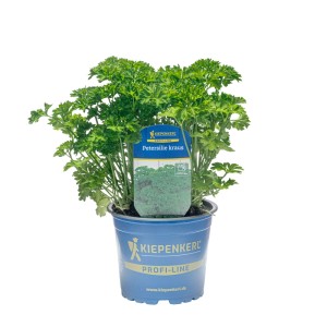 Kiepenkerl Petersilie kraus im 12 cm Topf, ein beliebtes Küchenkraut für Suppen und Salate.