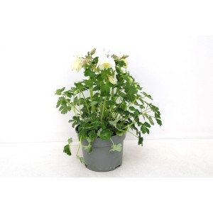 Akelei Aquilegia im Topf, weiße Blüten und grüne Blätter. GROW by OBI.