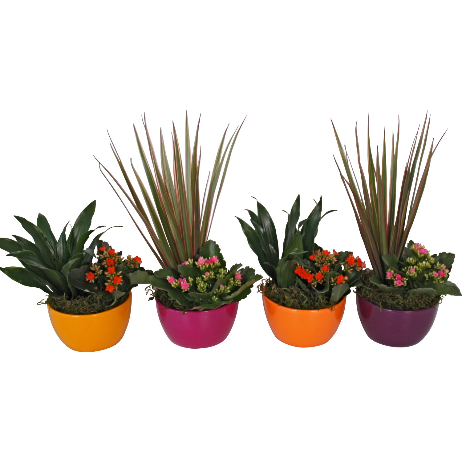 fischschwanzpalme zimmerpflanze Caryota mitis (Fischschwanzpalme) (XL) – Plantsome main image 0