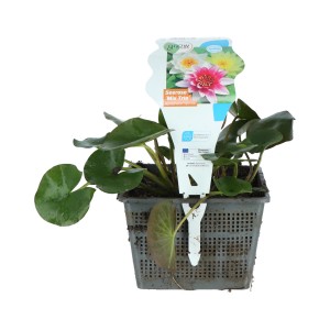 GROW by OBI Seerosen Trio Topf-Ø ca. 18 cm Nymphea