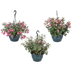 Fuchsien-Ampel mit Farbenauswahl im Topf (ca. 25 cm Ø) für Balkon und Terrasse.