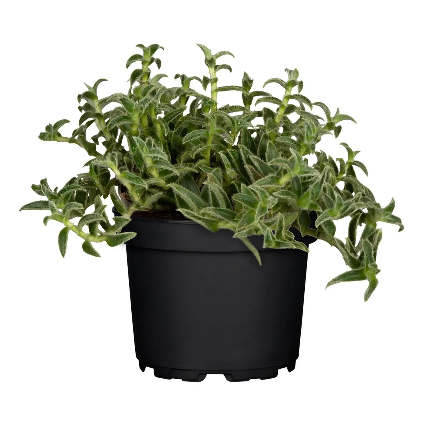 Dreimasterblume Topf- ca. 13 cm Tradescantia Sillamontana kaufen bei OBI