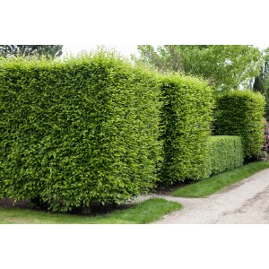 Foto einer dichten, grünen Hainbuchenhecke (Carpinus betulus) im Garten. Ideal als Sichtschutz.