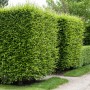 Foto einer dichten, grünen Hainbuchenhecke (Carpinus betulus) im Garten. Ideal als Sichtschutz.