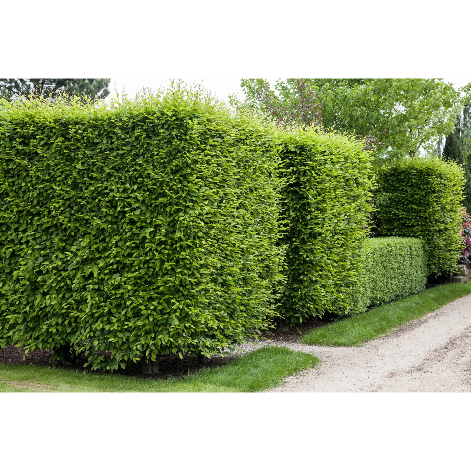 Foto einer dichten, grünen Hainbuchenhecke (Carpinus betulus) im Garten. Ideal als Sichtschutz.