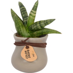 Mini-Grünpflanze im grauen Topf mit brauner Kordel, Topf-Ø ca. 6 cm.