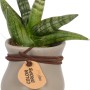 Mini-Grünpflanze im grauen Topf mit brauner Kordel, Topf-Ø ca. 6 cm.