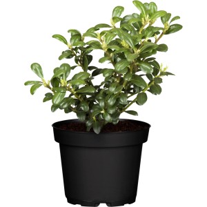 Japanische Stechpalme "Starke Typen" Höhe ca. 5 - 10 cm Topf ca. 0,5 l Ilex