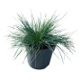 Topf mit GROW by OBI Blauschwingel Cool as Ice, einem Ziergras mit blau-grauen Halmen.