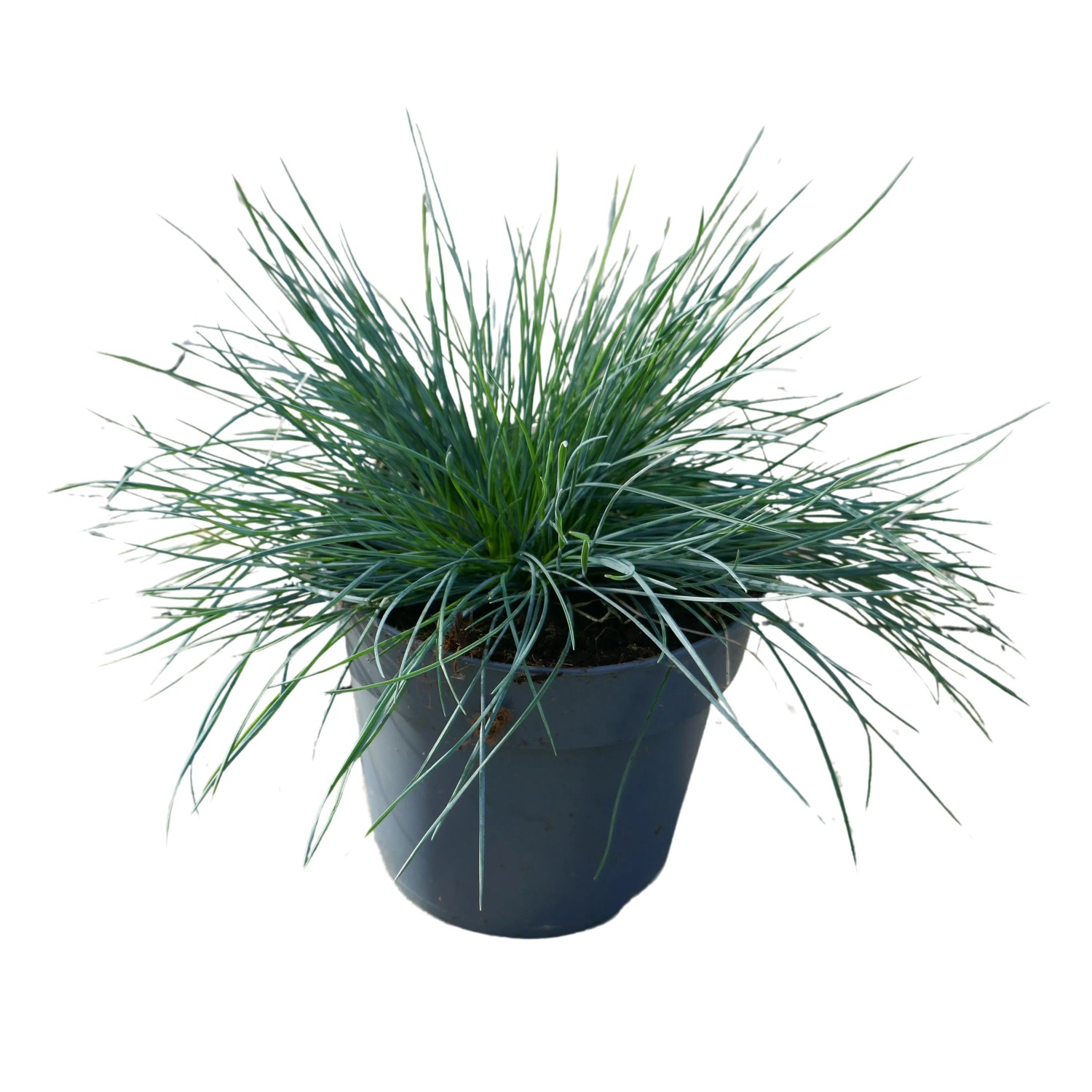 Topf mit GROW by OBI Blauschwingel Cool as Ice, einem Ziergras mit blau-grauen Halmen.