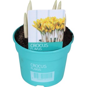 Gelber Krokus 'Diamond Collection' im Topf (ca. 9 cm Ø) für die Frühjahrsbepflanzung.