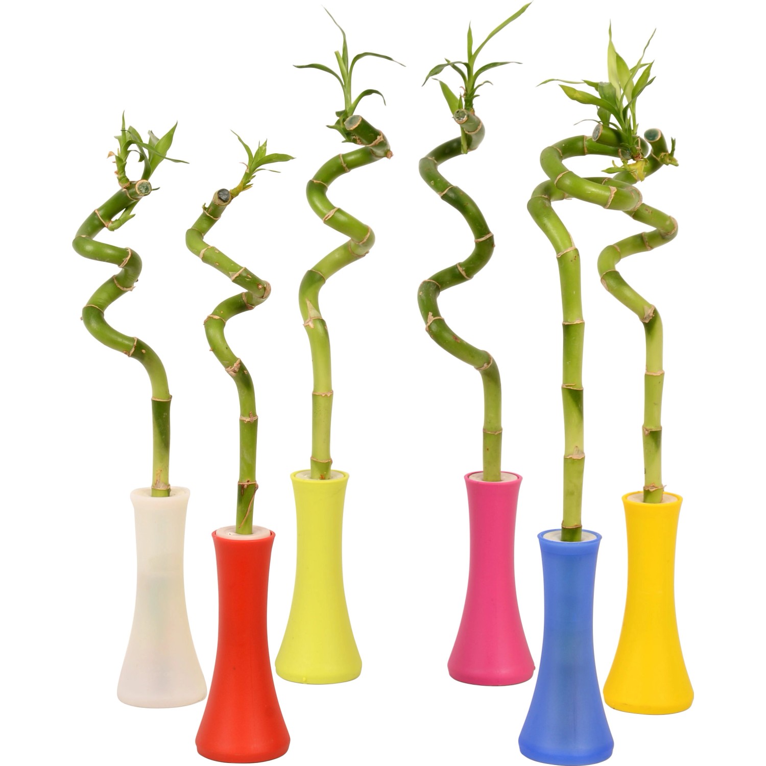 Glücksbambus TopfØ ca. 5 cm in Vase kaufen bei OBI