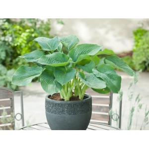 Grüne Funkie (Hosta) im Topf, ca. 17 cm Durchmesser, für Terrasse und Beet.