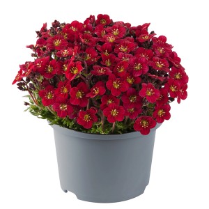 GROW by OBI Garten-Moos-Steinbrech Höhe ca. 23 cm Saxifraga arendsii