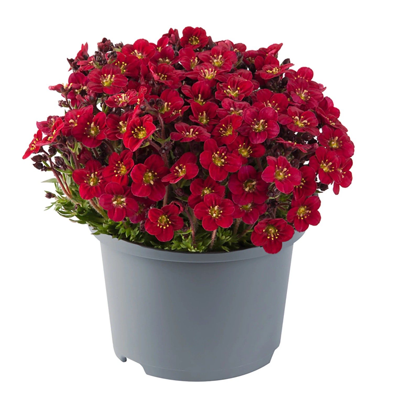 Garten-Moos-Steinbrech (Saxifraga arendsii) im Topf, rote Blüten, ca. 23 cm hoch.