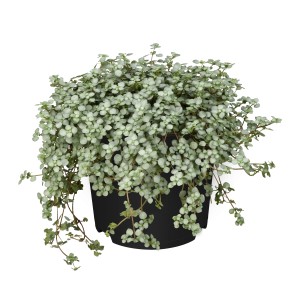 Silber-Kanonierblume (Pilea glauca) im Topf, ca. 20 cm hoch. Grünpflanze mit silbrig-grauen Blättern.