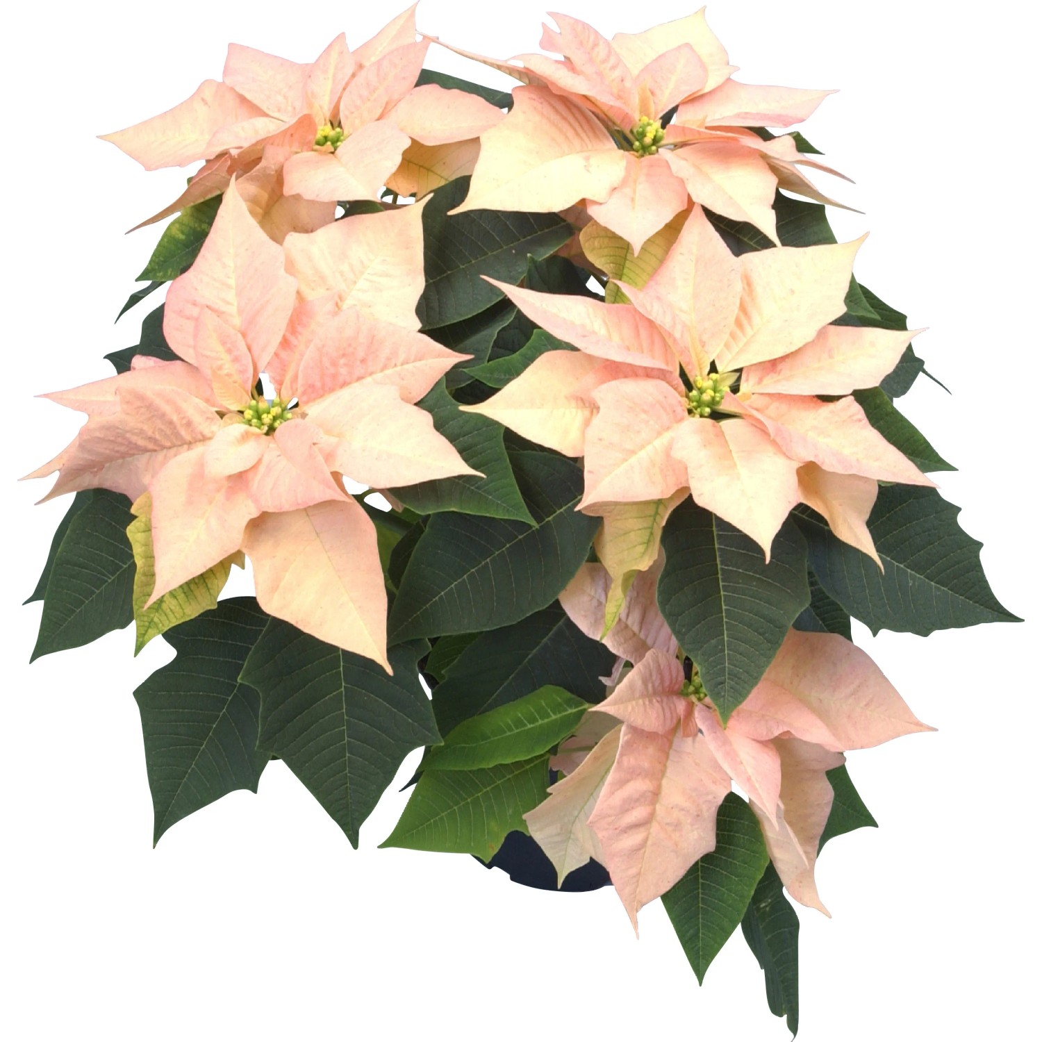 Weihnachtsstern Lachs Topf- ca. 21 cm Euphorbia pulcherrima kaufen bei OBI