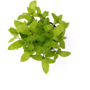 Dennerle Plants Aquariumpflanze Staurogyne Repens, grüne Vordergrundpflanze im Topf.