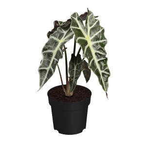 Pfeilblatt Jacklyn im Topf, Alocasia Zimmerpflanze mit pfeilförmigen Blättern.