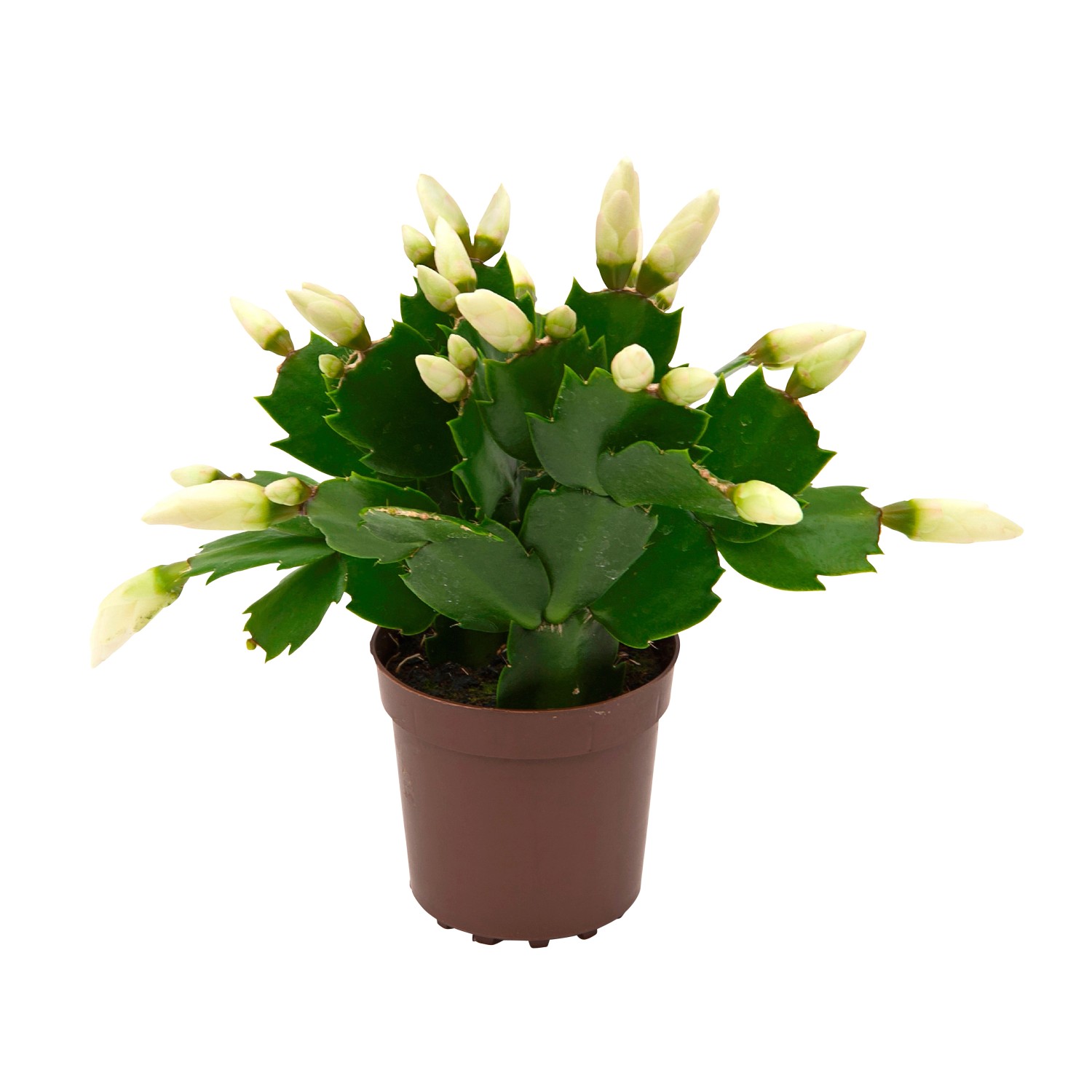 Weihnachtskaktus Mini Flame Mix im Topf, ca. 5,5 cm Ø, mit weißen Blütenknospen.