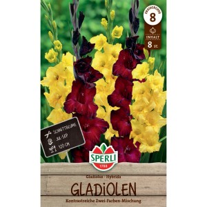 Sperli Gladiolen Duo Back Surprise Limoncello: Gelbe und rote Gladiolen als Schnittblumen.