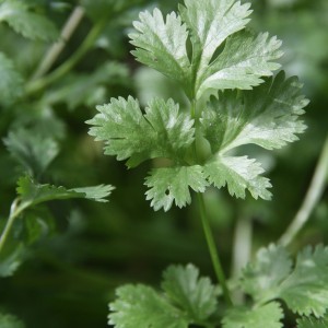 Nahaufnahme von Korianderblättern im Topf, ein aromatisches Küchenkraut.