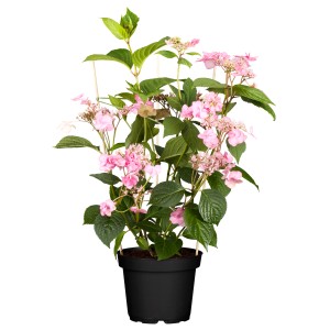 Tellerhortensie "Euphora" H ca. 10-20 cm Topf-Ø ca. 15 cm Hydrangea