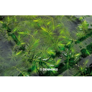 Dennerle Aquariumpflanze Ceratophyllum Submersum (Hornkraut) im Wasser.