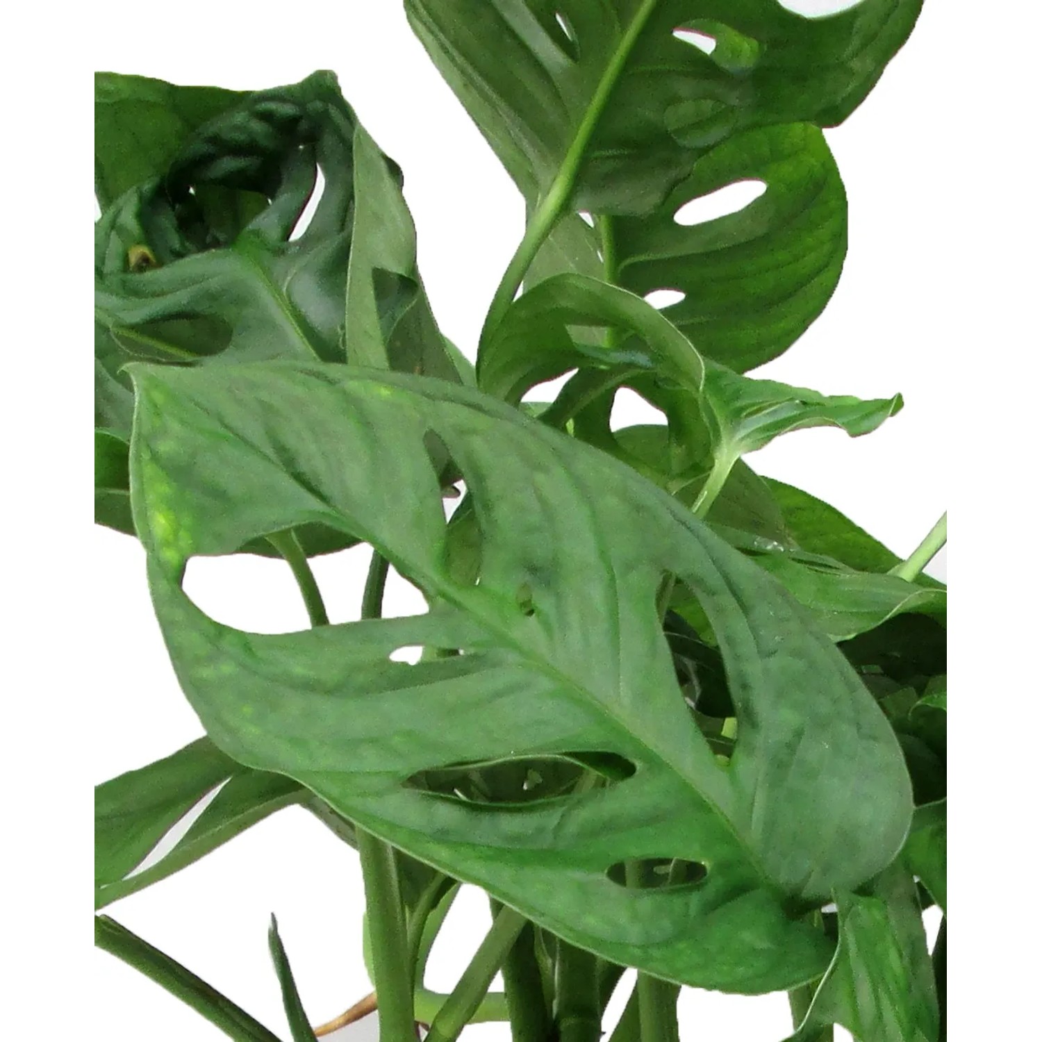 Lochpflanze "Monkey Mask" Topf- ca. 17 cm Monstera adansonii kaufen bei OBI